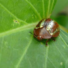 研究人员发现叶甲虫共生关系的古新世起源