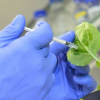 基于 RNA 或 DNA 的新型物质可以保护植物免受病毒侵害